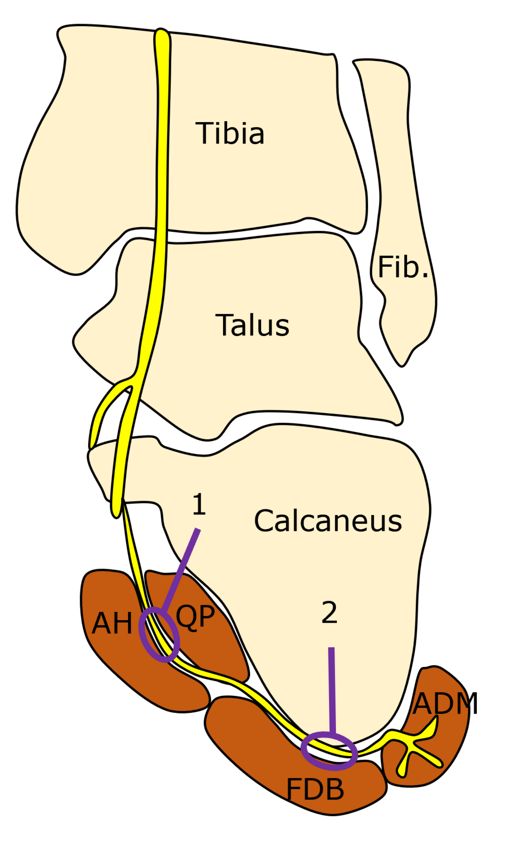 Anatomy TUESDAY – Baxter’s Nerve Entrapment – Movewell Academy