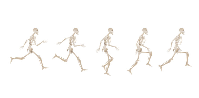 Anatomy TUESDAY – The Beef About Bones