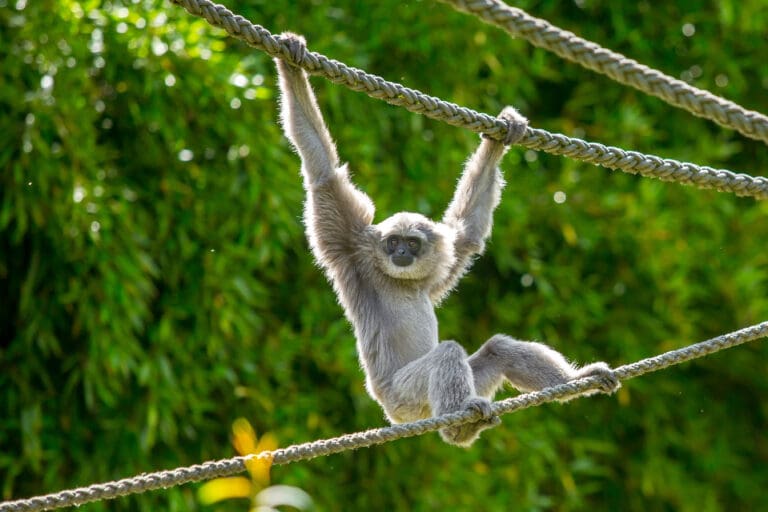 Kinesiology THURSDAY – The Dead Arm Hang