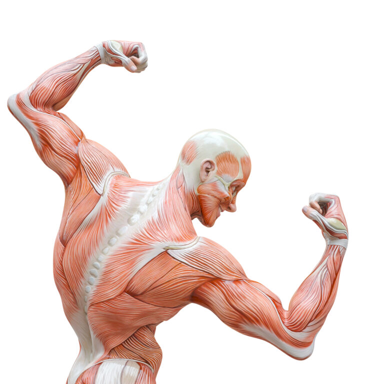 Anatomy TUESDAY – Clinical Anatomy Pearls Every MSK Clinician Should Know