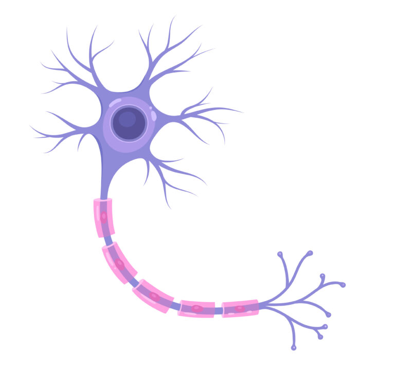 Anatomy TUESDAY – Heal Me (Part 5) – Nerve