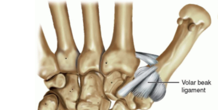Anatomy TUESDAY – First CMC Joint of the Thumb – Saddle Up! – Movewell ...