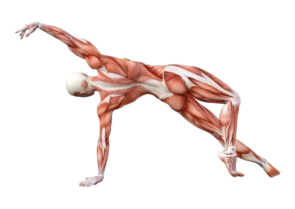 The Overactive Piriformis