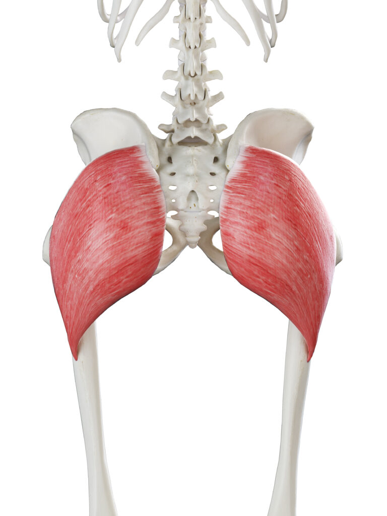 Human gluteal muscles anatomy illustration