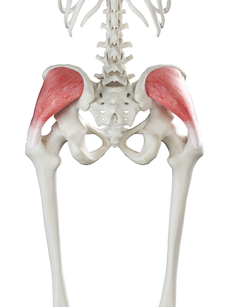 Human hip bones and muscle illustration