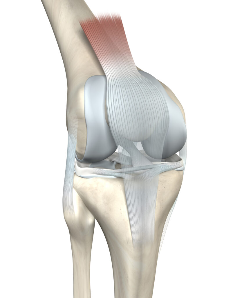 Anatomical diagram of the knee joint structure.