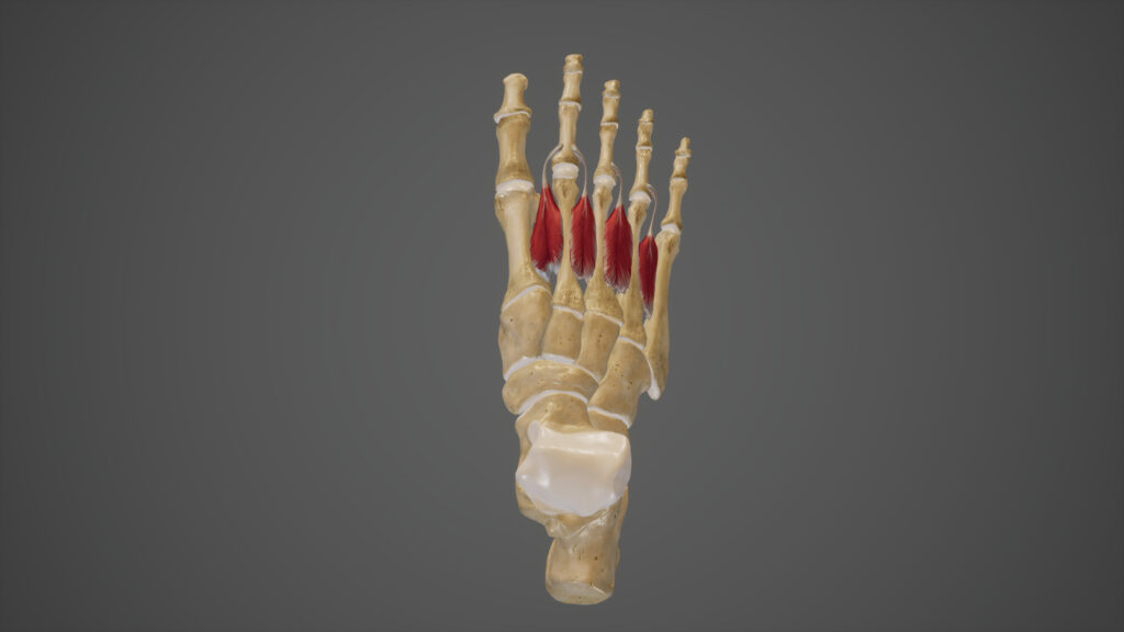 Anatomy model of human foot bones and tendons.