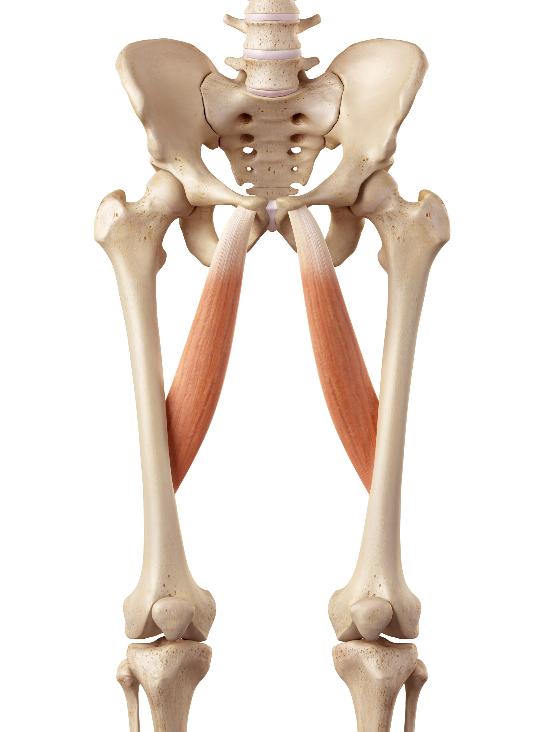 Pelvic bones with visible ligaments illustration.