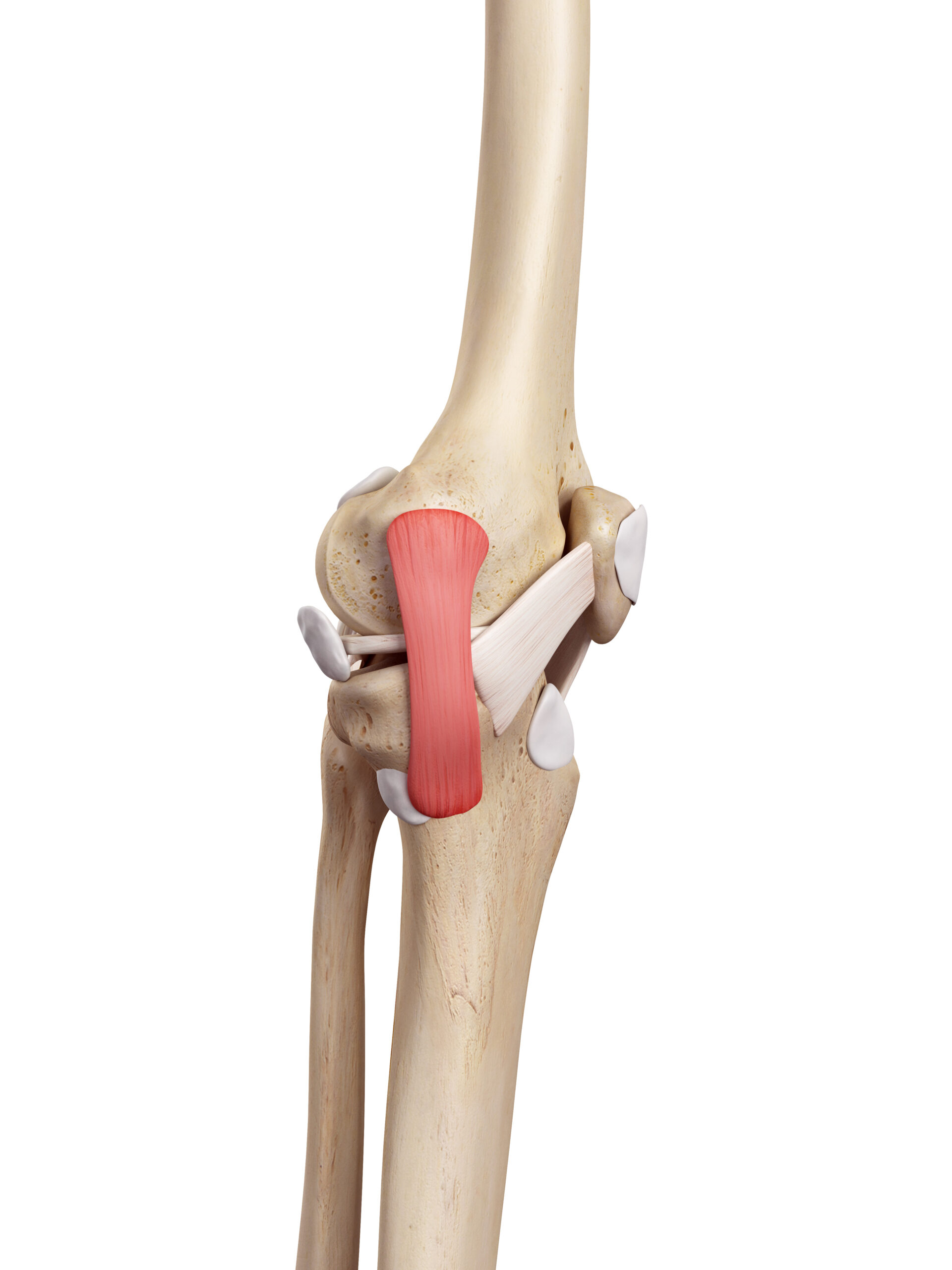 3D rendering of human knee joint anatomy.
