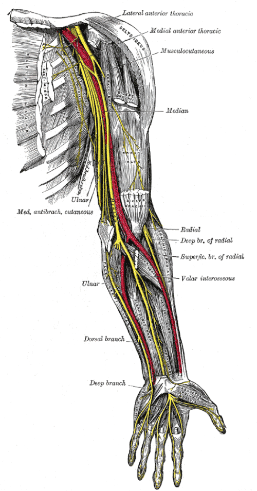 Diagram of human arm nerves and arteries