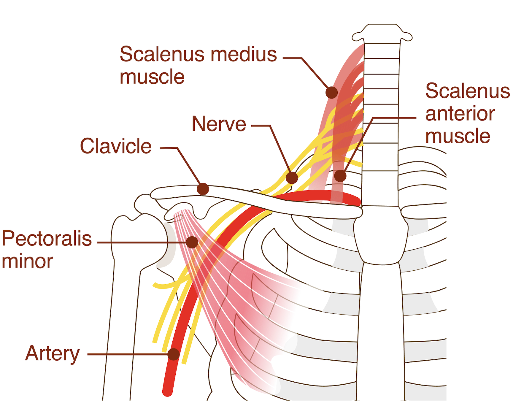 Anatomy diagram of neck muscles and nerves.