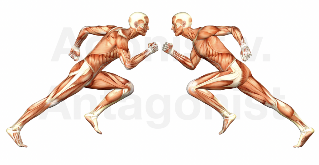 Muscle anatomy of two running humanoid figures.