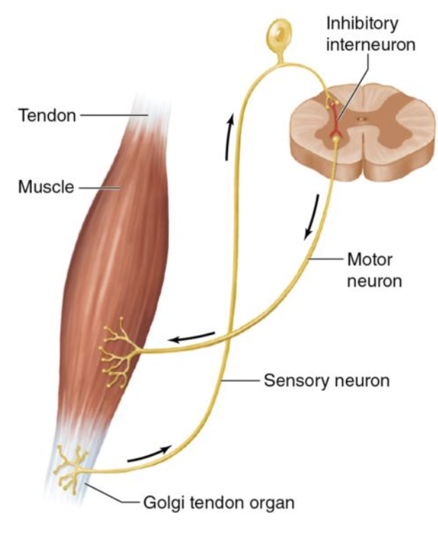 Diagram of reciprocal inhibition in muscles.
