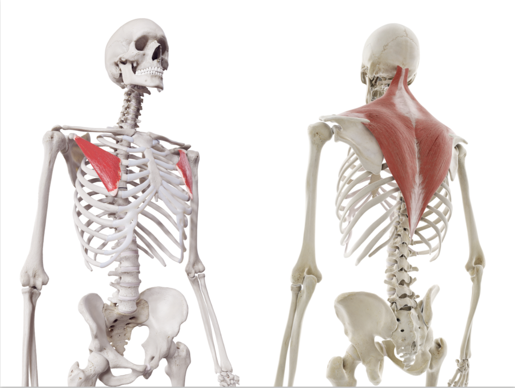 Skeleton with highlighted chest and back muscles