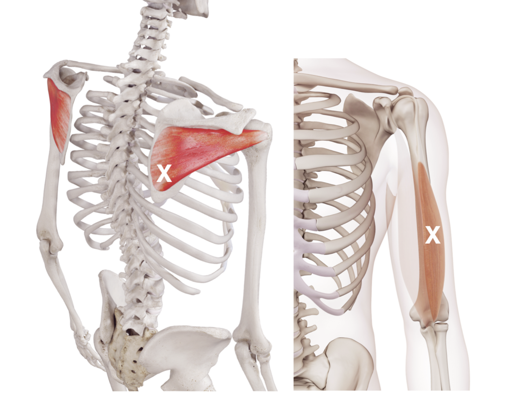 Illustration of human shoulder and arm muscles.