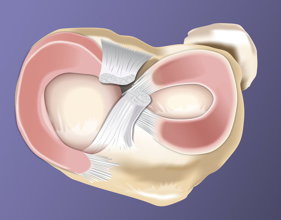 Anatomical diagram of knee joint ligaments.