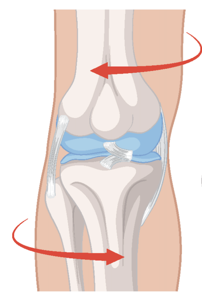 Illustration of knee joint anatomy and motion