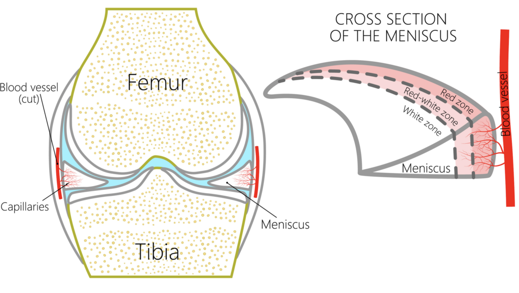 Knee joint anatomy with meniscus cross-section.