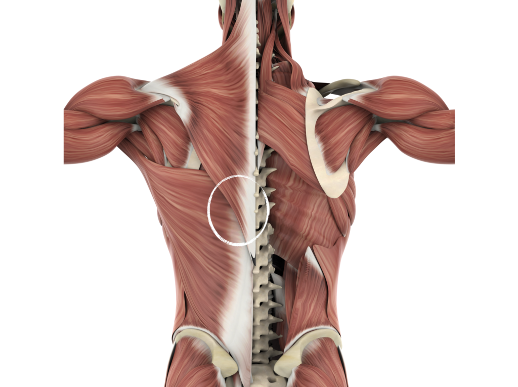 Back muscles anatomy illustration showing spinal structure.