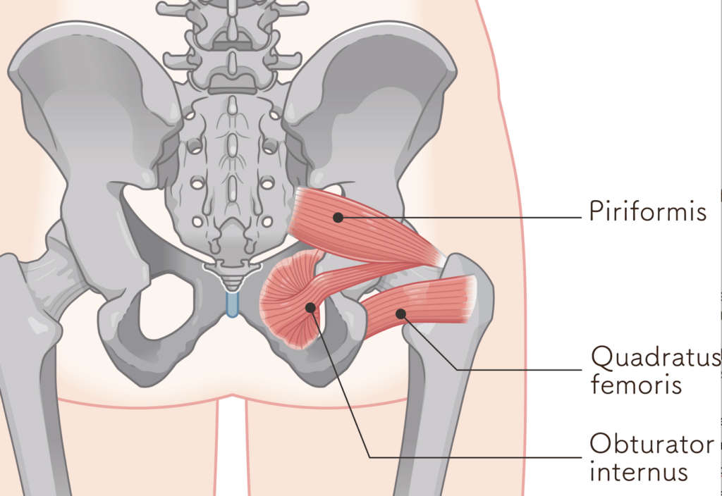 Pelvic muscles: piriformis, quadratus femoris, obturator internus.