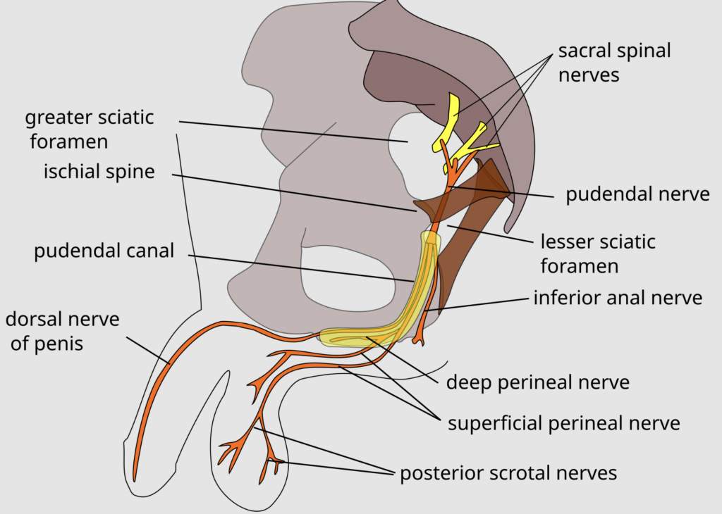 Diagram of male pelvis nerves and structures.