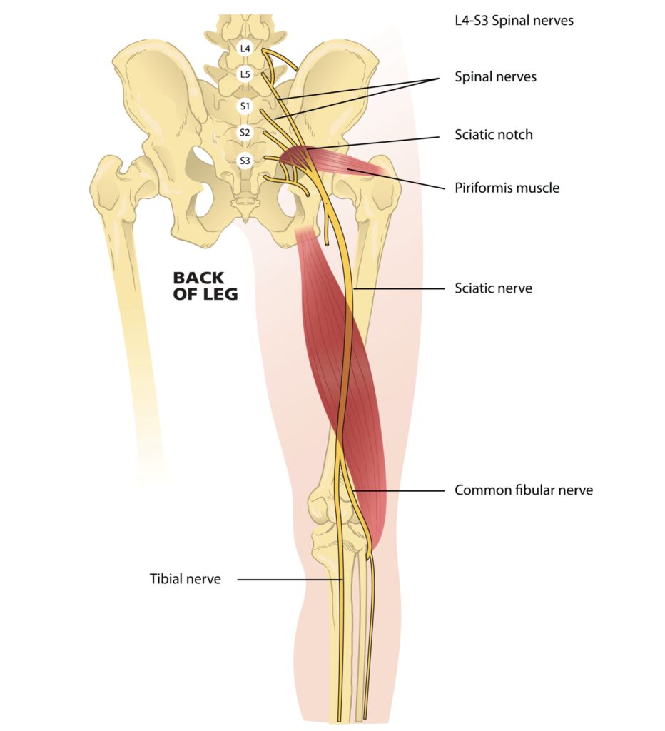 Diagram of sciatic nerve anatomy and connections