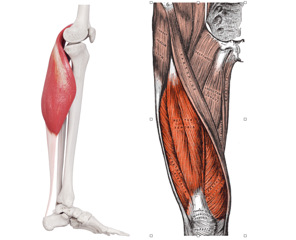 Illustrations of leg muscles and bones