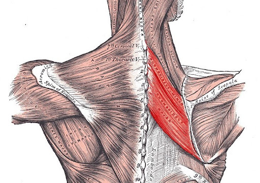 Anatomy diagram highlighting shoulder and back muscles